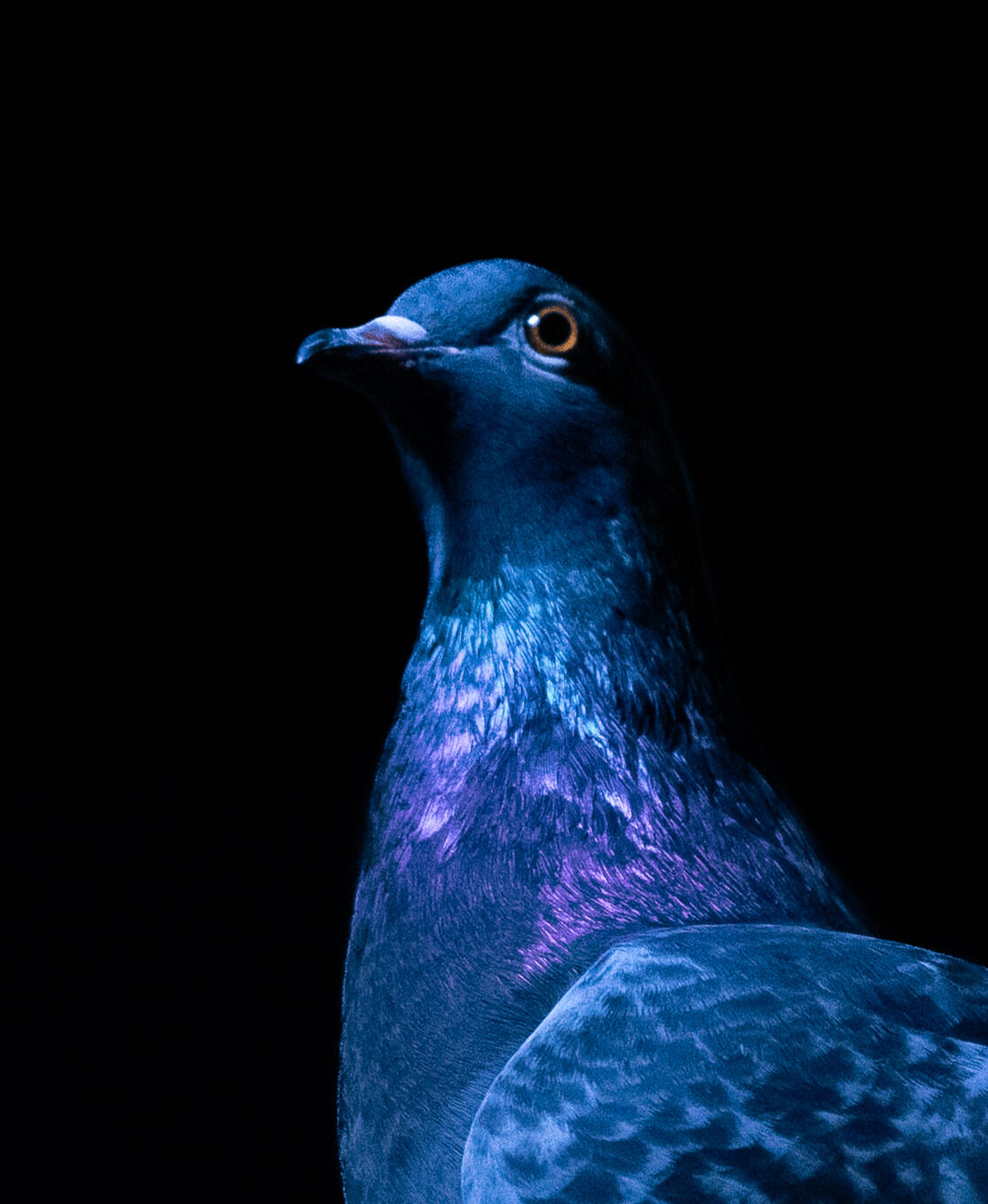 A real photo of Primrose the pigeon Primrose the pigeon