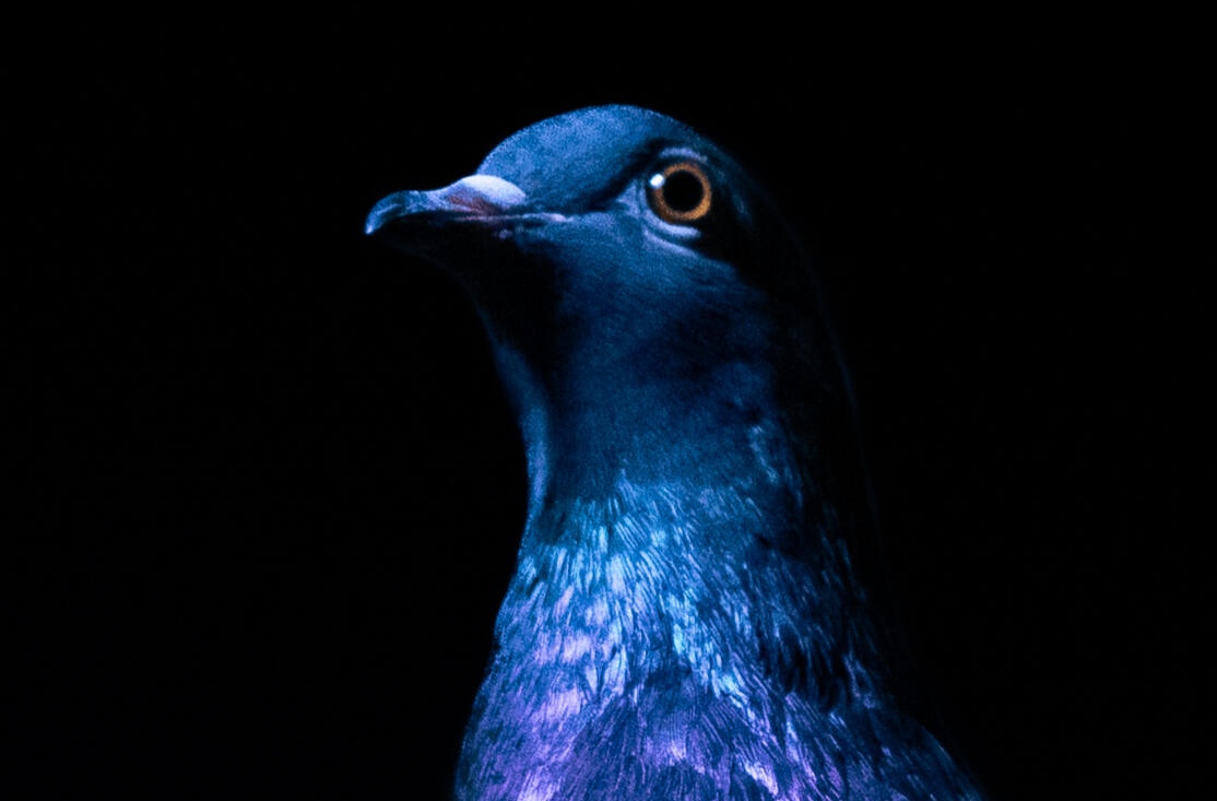 Primrose the pigeon