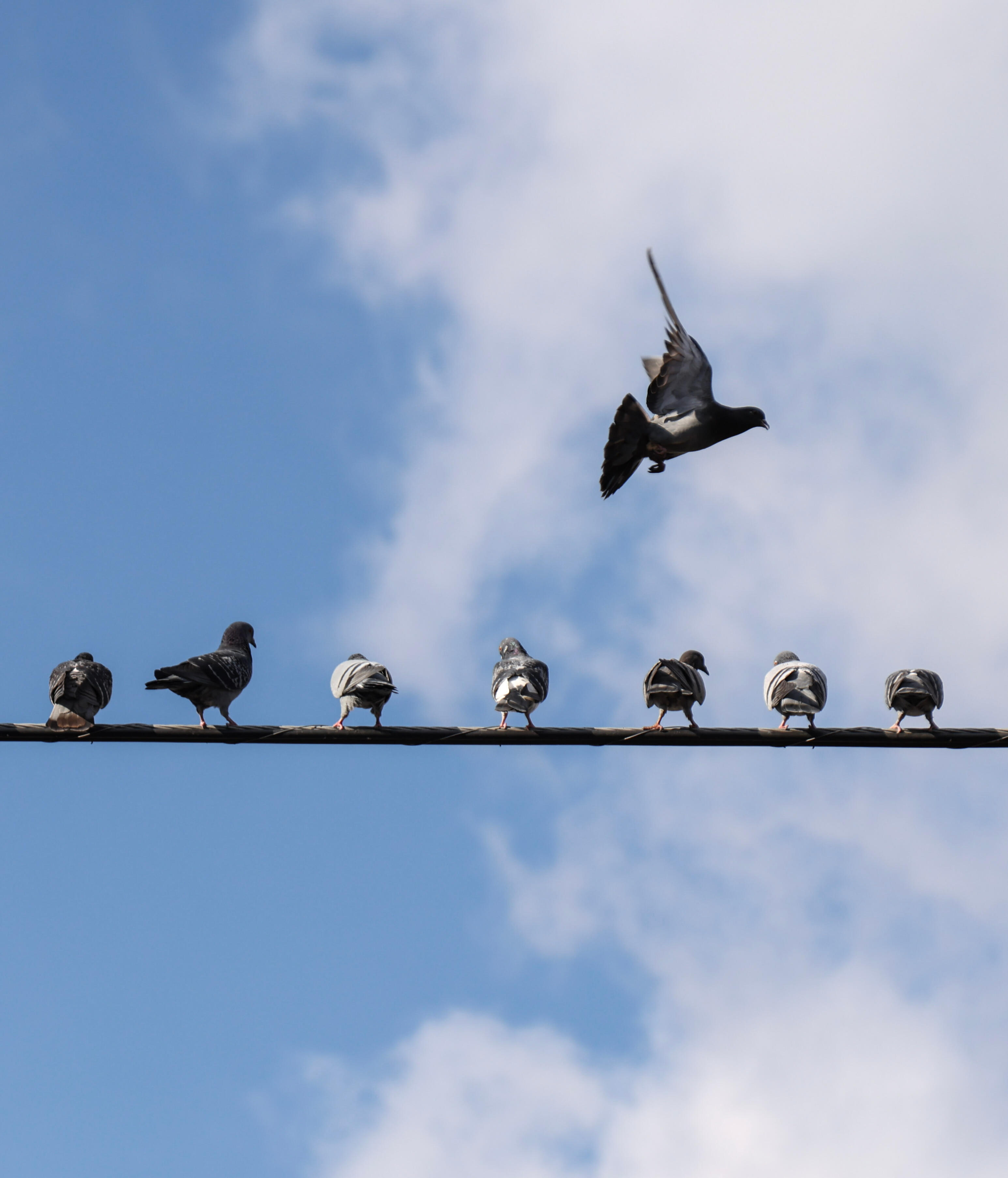 Photo of seven pigeons standing on a telephone wire, equally spaced, while another pigeon attempts to land